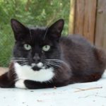 11215771_1703817809849984_3866949606869842041_n