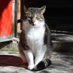 12932666_1749834898581608_1285741731627131561_n