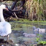 13388936_674660889376170_1645802801_o