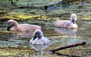 13397085_674660882709504_29817721_o