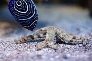 !cid_ii_1550d9162ae0139a