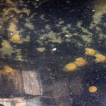 13632606_692807814228144_141058316_o