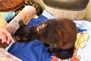 14067636_1775480392694799_9135872486813274648_n