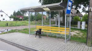 14068308_894090380696630_5064588303257955514_n