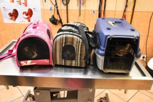 14089044_1775480376028134_8799914966978699806_n