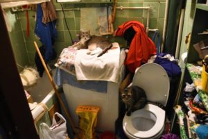 14095837_1775480672694771_7234479380913442096_n