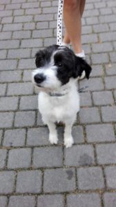 14273425_1202121033144712_1619751839_o