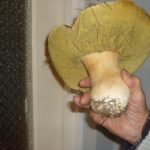 14567408_1337995176245889_8504281952670850598_o