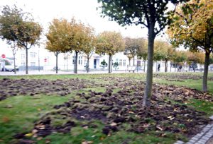 14787704_746383048870620_591695634_o