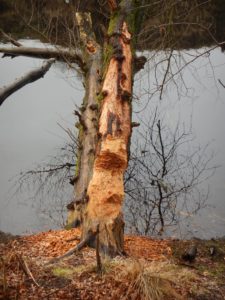 15215771_771395099702748_9659248_o