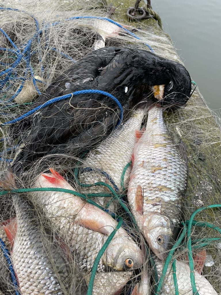 Kłusownicy w akcji. Giną ptaki i ryby