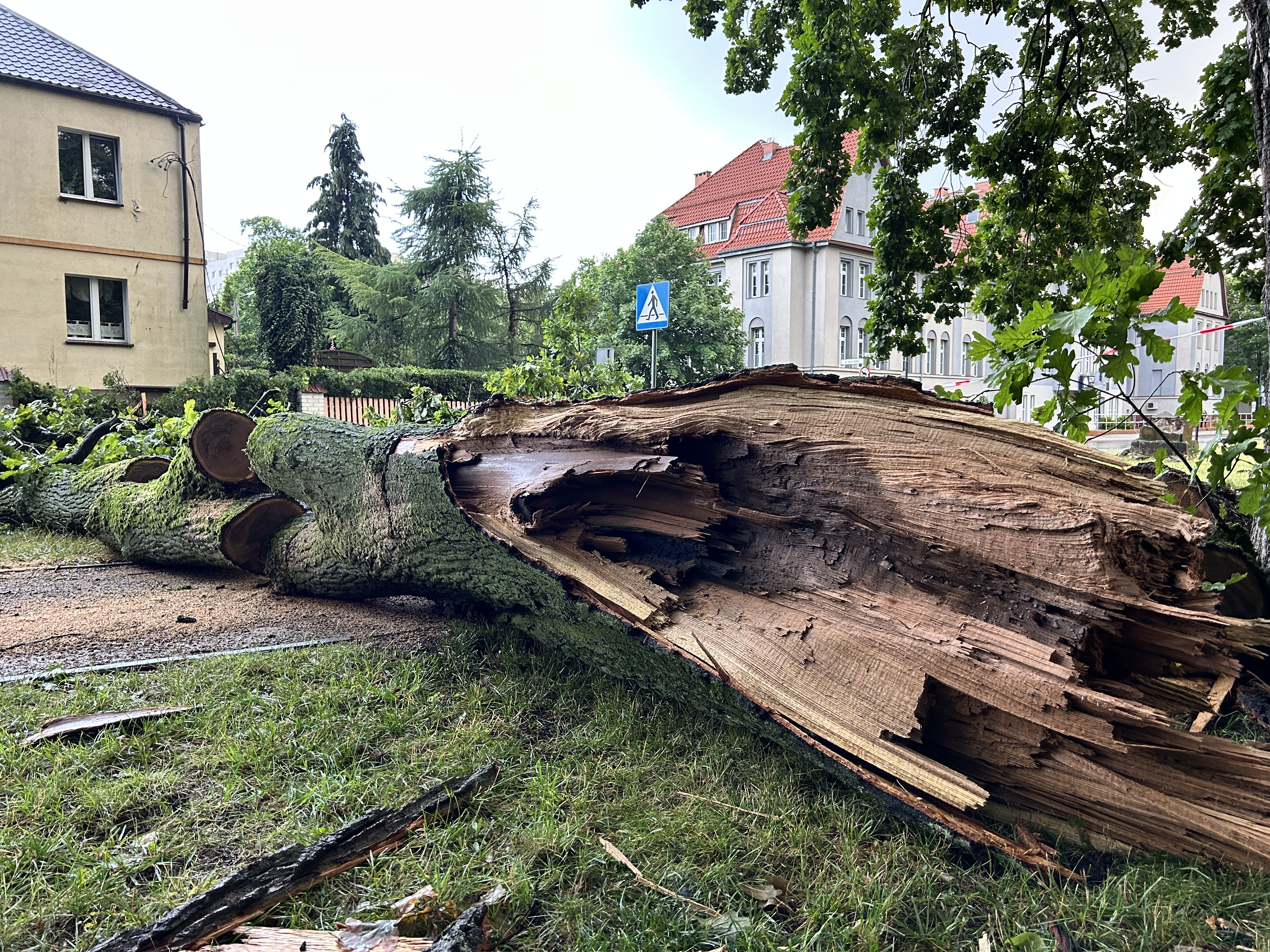 Silny wiatr powalił konar. Uszkodzone ogrodzenie i zerwana linia energetyczna