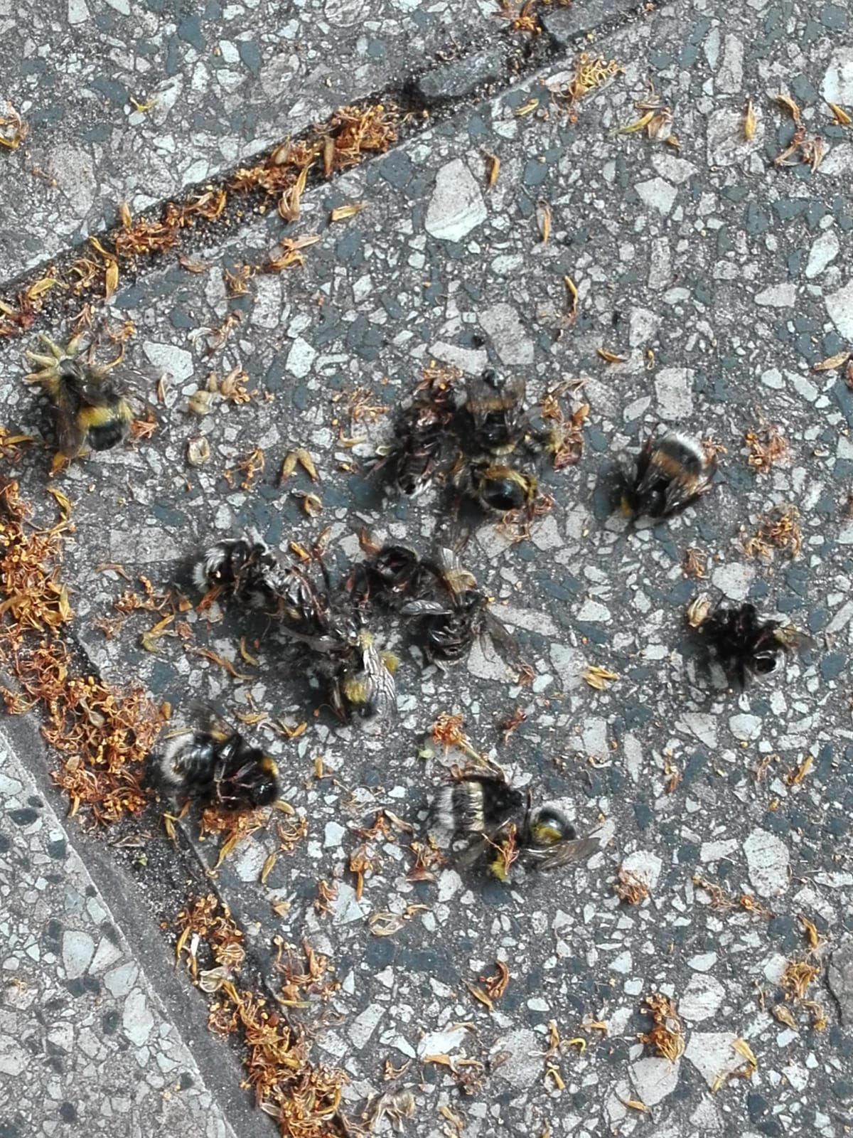 Martwe trzmiele przy Wyspiańskiego. Winne drzewa rosnące wzdłuż ulicy