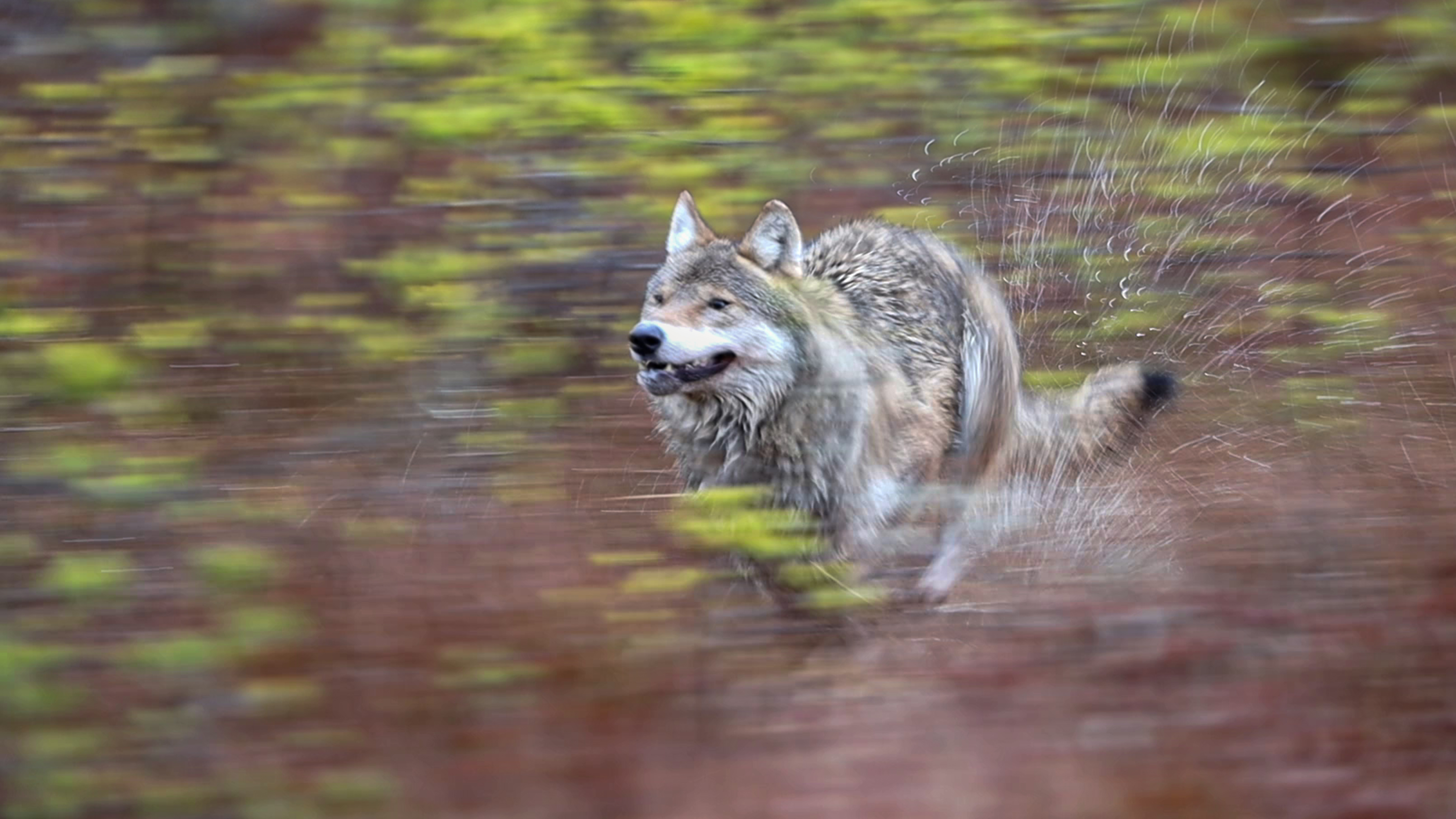 Duchy nocnego lasu – niezwykła wystawa fotografii Krzysztofa Chomicza