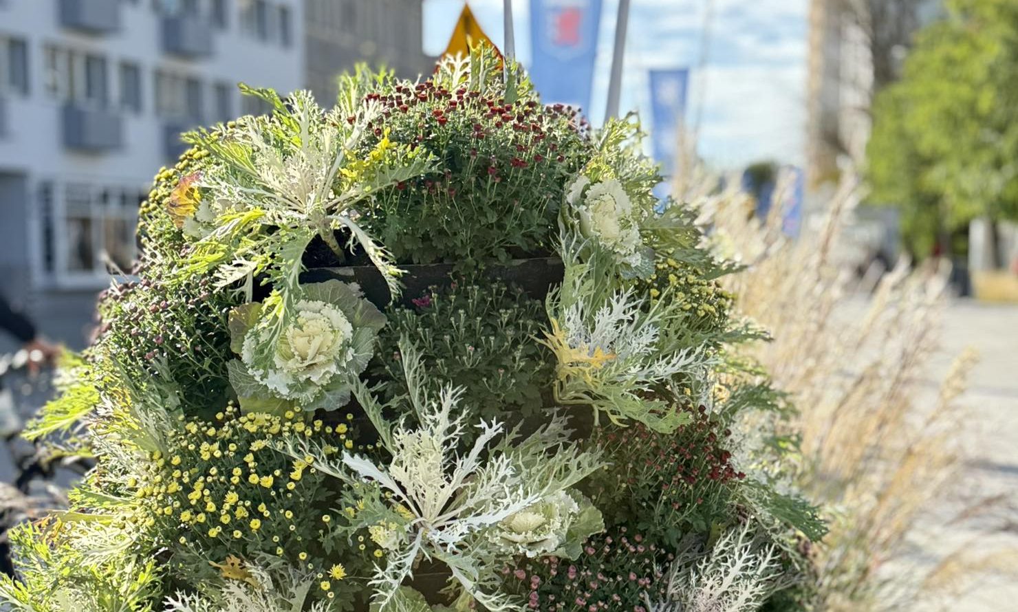 Kapusta ozdobna znów zachwyca