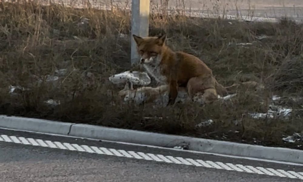 Lis czekał przy rannej partnerce. Chwilę później sam zginął