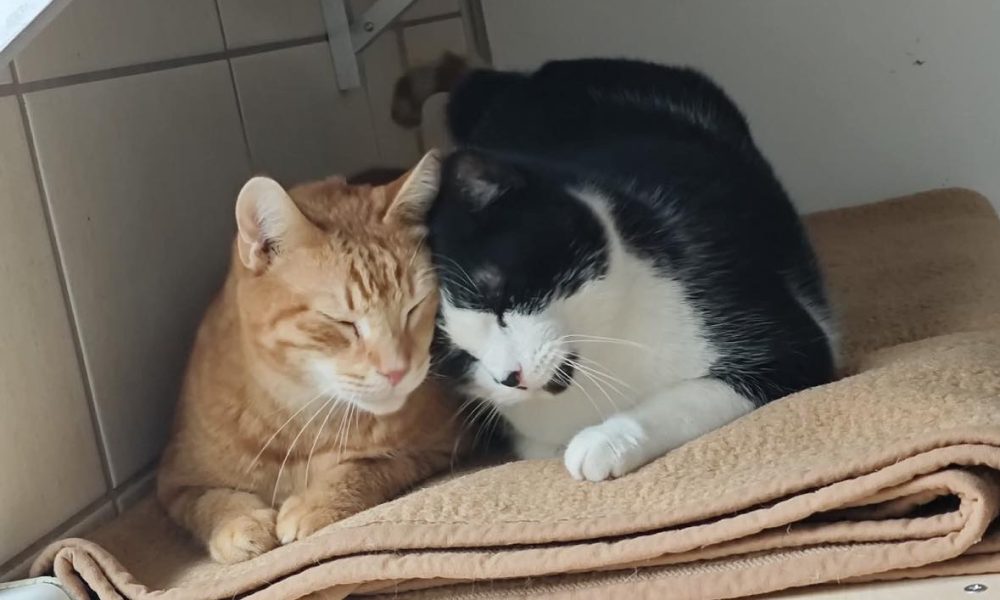 W świnoujskim schronisku 133 koty czekają na adopcję