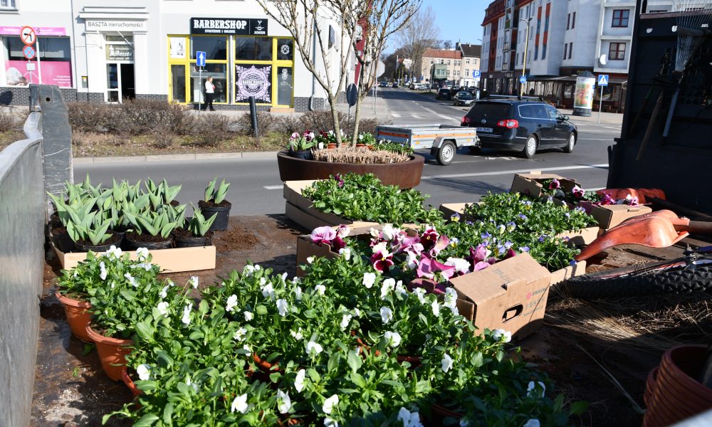 Świnoujście rozkwita na wiosnę. Posadzonych zostanie aż 22 tysiące roślin