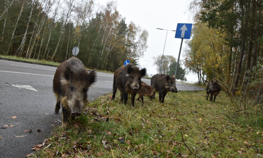 Dzików nie zapraszaj, fachowo je odstraszaj