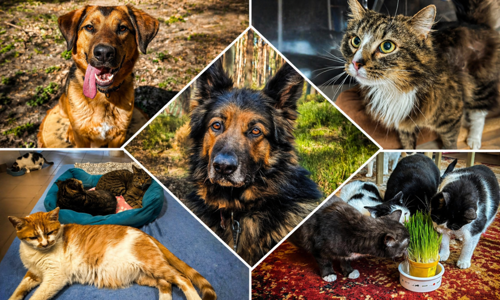 W świnoujskim schronisku czekają serca, które wciąż wierzą