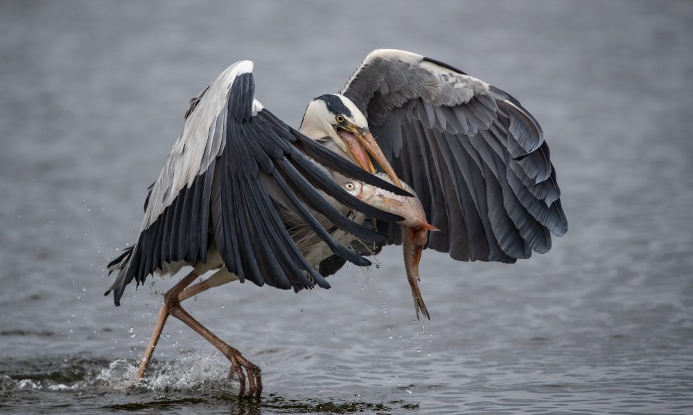 „Rybożercy świnoujskich wód”. Wystawa fotografii Krzysztofa Chomicza w Muzeum Rybołówstwa Morskiego