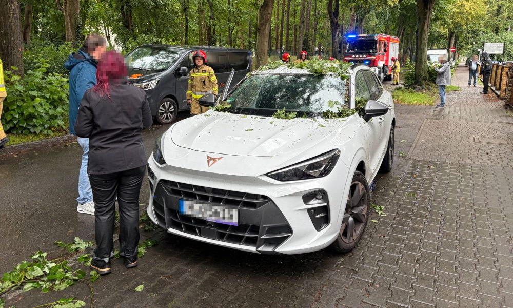 Drzewo runęło prosto na auto. Kierowca może mówić o ogromnym szczęściu